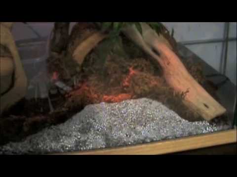 Watch 'Reptiles-TV Contest Entry ( Suriname Red Tailed Boa)'