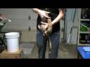 Reptiles-TV Contest Entry ( Suriname Red Tailed Boa)