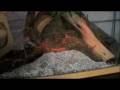 Watch 'Reptiles-TV Contest Entry ( Suriname Red Tailed Boa)'