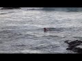 Trying to get into the sea.MP4