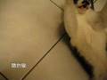 摩摩兇巴巴
