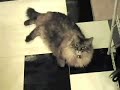 Cat Pen Hater Olympics