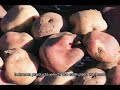 Huandoval: Beef cattle breeding anda management Huandoval: Beef cattle breeding anda management