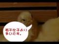 太郎　男女　ひよこvir