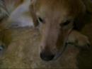 ANGRY DOG