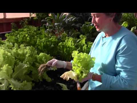 how to harvest aquaponics