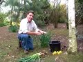 Daffodil Care