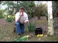 Daffodil Care