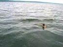 diving