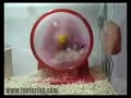 ps por mi mascota espero les guste saludos de derec 21