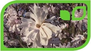 #1028 Sternmagnolie im Garten (Magnolia Stellata)