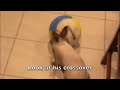 Soccer Bunny