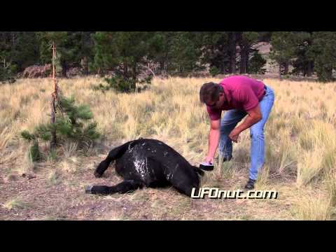 UFOnut.com -- Episode 011: Torres Cattle Mutilation