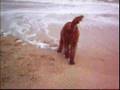 Goldendoodle at the Beach