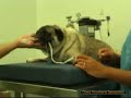 Risveglio postoperatorio rapido dopo anestesia gassosa Risveglio postoperatorio rapido dopo anestesia gassosa