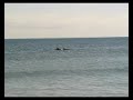 Dolphins in Pensacola