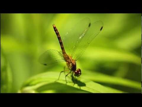 Odonata - Ebony Jewelwing Damselfly and Wandering Glider Dragonfly in the Cuyahoga Valley National Park. Shot with a Canon 5D Mark II and EF 180mm f/3.5L Macro lens.