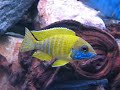 Malawi Hap Peacock Tank (Mostly)