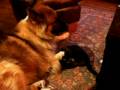 videos de Cat gives dog a pedicure