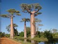 Click here to watch this video Strange, Funny And Weird Trees