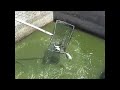 Salton Sea Algal biomass production