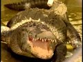 Alligators In The Desert