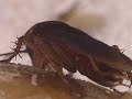 Cockroaches Cockroaches