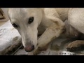 [動物愛護センターから] 2019年3月12日の記録 ～ピースワンコ・ジャパン～
