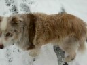 Following An Aussie Lady In The Snow