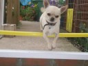 My Agility dogs + the new additio My Agility dogs + the new additio