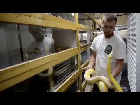 YouTube reptile video