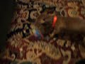 my super extra funny crazy dachsund!!!