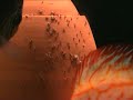 Riproduzione Discus Riproduzione Discus