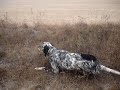 Caza de Codorniz con Fernando, Sur (Setter Ingles) y Petra de Aizcorri (Epagneul Breton) con niebla