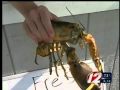 Yellow Lobster Captured in Narragansett Bay