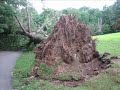 Brookdale Park Storm Damage Brookdale Park Storm Damage