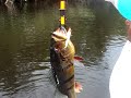 Rodrigo releasing 12 pounder peacock bass