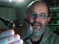 Cheap pipe from China in an interestin shape. Very similar to the CHIEFTAIN 