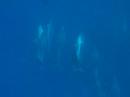 Sleeping Dolphins in Kealakekua Bay