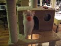 Ragdoll Kittens explore a new home Ragdoll Kittens explore a new home