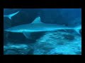 Seychelles Video