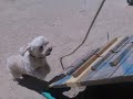 Cocki en el Tobog�n