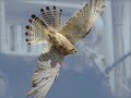 My Island Folk Music - Freedom on the Wing