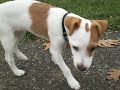 Crazy Parsons (Jack Russell) Terrier Puppy Runs Like CrAzY at Park!!  SO cute will make you LAUGH