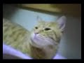 cute cat 4 cute cat 4