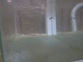 Filhotes de Bettas