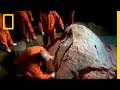 Elephant Guts