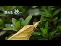 秋深まる（ツーリングアローン）