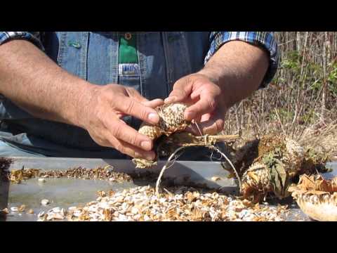 how to harvest seeds from a sunflower