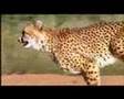 fastest land animal in the world